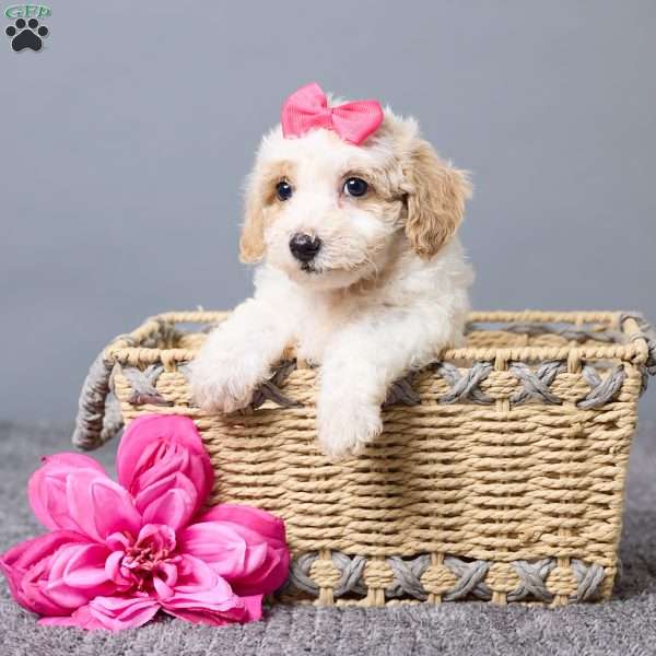 Kenzie, Bich-Poo Puppy